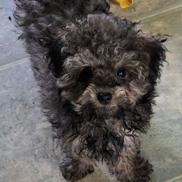 Philo - Sable male Poodle puppy in Grand Saline, Texas from Oldfield Outdoors