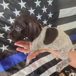Sprinkles Girl  1 - Liver roan female German Shorthaired Pointer puppy in Banning, California from ⭐🦆 So Cal on Point GSP'S🇺🇲🇩🇪 lg