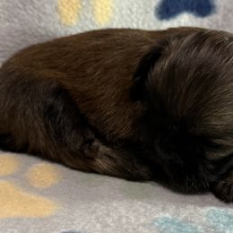 Girl 1 - Shih Tzu puppy from Little Lion Puppies