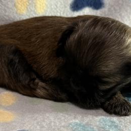Girl 1 - Shih Tzu puppy from Little Lion Puppies