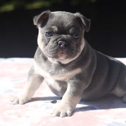 French Bulldog Puppies from Carbonite French Bulldogs