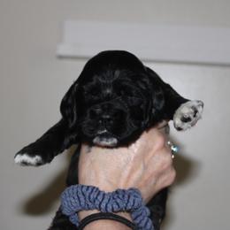 Jenny - Black and white female Cocker Spaniel puppy in Hickory, North Carolina from Homegrown Spaniels