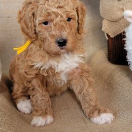 Assorted Doodle Crosses and Poodle Puppies from Center Hill Poodles and Doodles