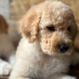 Velma - Aussiedoodle puppy from Oldtown Doodles