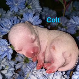 Colt - White male Chihuahua puppy in New Castle, Delaware from Sasha’s Elite Kennel LLC