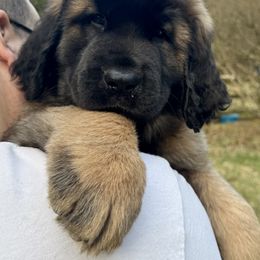 Leonberger Puppies from Tir na nOg Leonbergers