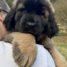Leonberger Puppies from Tir na nOg Leonbergers