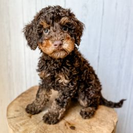 Nessie - Red phantom female Assorted Doodle Crosses puppy in Arlington, Washington from Doodle Love Laugh