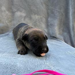 Pecan - Red sable female Belgian Malinois puppy in Sheridan, Arkansas from Dark Sky Kennels