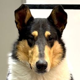 Clyde - Black white and tan male Collie puppy in Allendale, Michigan from River-Valley Collies