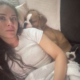 Boxer Puppies from Nala’s Pride