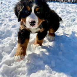 Saint Nicholas - Black rust and white male Bernese Mountain Dog puppy in Owasso, Oklahoma from Kallams Bernedoodles & Bernese Mountain Dogs