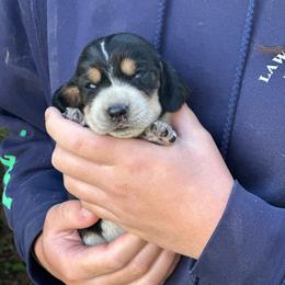 Male 3 - Black brown and white male Basset Hound puppy in Lindley, New York from Hill Top Basset Hounds & Cane Corso
