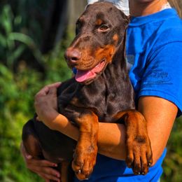 Gloria - Red and rust female Doberman Pinscher puppy in China Township, Michigan from Snell's Superior Kennel Dobermann & GSP