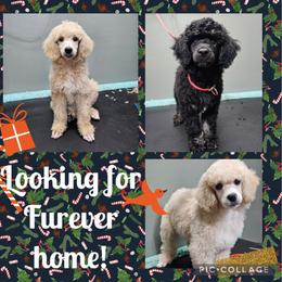 Poodle Puppies from Impressive Cartwright Poodles