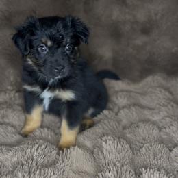 Beretta - Black tri female Miniature Australian Shepherd puppy in Queen Creek, Arizona from Arizona Aussies