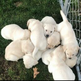 Labrador Retriever Puppies from Dunrovin Farm