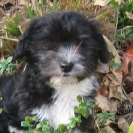 Havanese Puppies from Margaret Shafferman