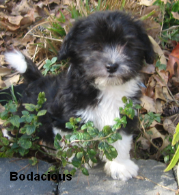 Havanese Puppies from Margaret Shafferman