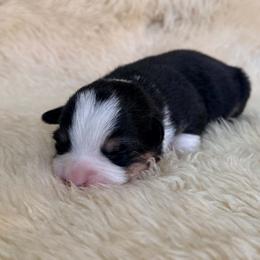 Lincoln - Black and tan male Pembroke Welsh Corgi puppy in Drain, Oregon from Sunnydale Corgis