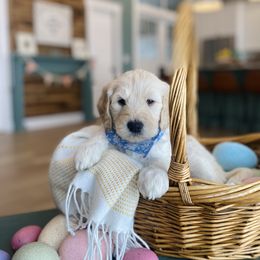 Goldendoodle Puppies from Lakeside Doodles MN