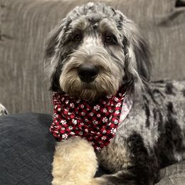 Aussiedoodles and Bernedoodles from Hickory Hideaway Doodles