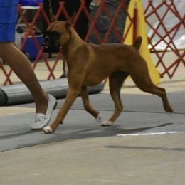Boxer Puppies from Shanna Ward