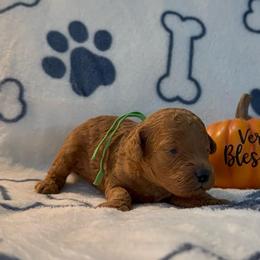 Armani - Red  male Poodle puppy in Berrien Springs, Michigan from Michigan Mini & Toy Red Poodles
