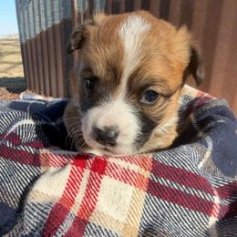 Greg - Red male Pembroke Welsh Corgi puppy in Bloomfield, Iowa from Beebe’s Corgis