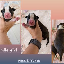 Nyx - Brindle female Boxer puppy in Red Boiling Springs, Tennessee from Silver Rain