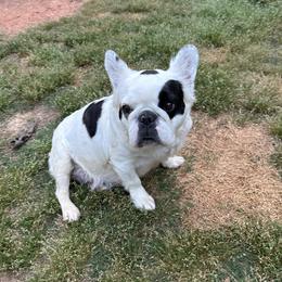 Kahlua - French Bulldog