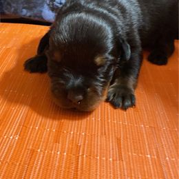 Boy 4 - Black and mahogany male Rottweiler puppy in Detroit, Michigan from Dark Storm Kennels