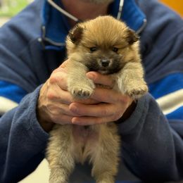 Eve - Orange sable male Pomeranian puppy in Centuria, Wisconsin from Petite FurryTails