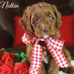 Australian Labradoodle Puppies from Sundance Labradoodles