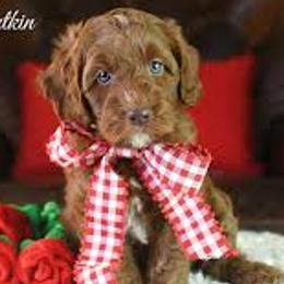 Australian Labradoodle Puppies from Sundance Labradoodles