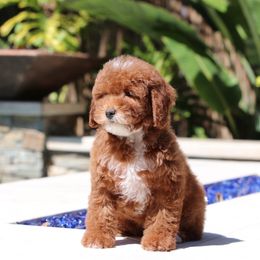 Goldendoodle Puppies from Goldendoodles of San Diego