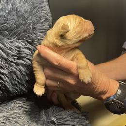 Golden Retriever Puppies from Personalized Dog Training - Windisch Goldens