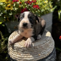 Girl 1 - Brindle and white - Brindle female Border Collie puppy in Minden, Iowa from Rocking N Registered Border Collies & Labradors