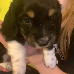 Boots AKC full rights - Black and cream male Dachshund puppy in Elizabethtown, Kentucky from Teeny Tiny Puppy Tails