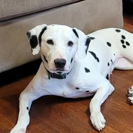 Sofia - Dalmatian