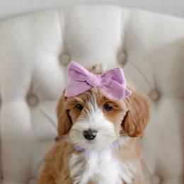 Girl 1 - Red  female Goldendoodle puppy in Apopka, Florida from The Classic Doodle