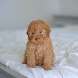 Star - Apricot female Poodle puppy in Fort Myers, Florida from Blossom Paws