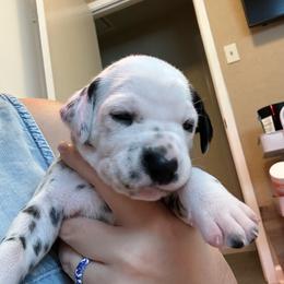 Arkenstone - White and black female Dalmatian puppy in Conroe, Texas from Saint Rocco's Dalmatians