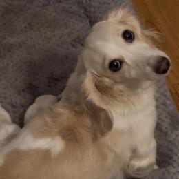 Miley - Dachshund