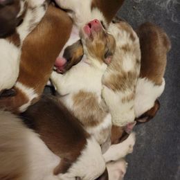Shetland Sheepdog Puppies from Clark Kennel Shelties