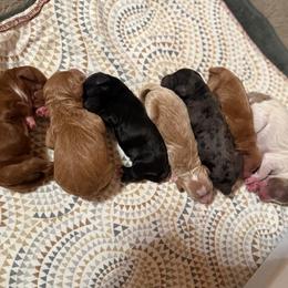 Tom Ford - Merle male Goldendoodle puppy in Pine Grove, California from Lundee Doodles