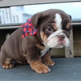 Boxer, Bulldog, and French Bulldog Puppies from Hillview Kennels
