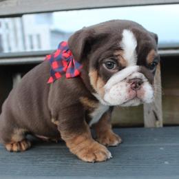 Boxer, Bulldog, and French Bulldog Puppies from Hillview Kennels