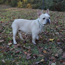 French Bulldog puppies from SilverLining highlands and hounds