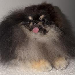 Shorty - Pomeranian